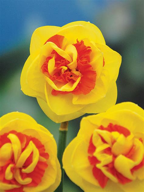 kiwi sunset daffodil|Daffodil Kiwi Sunset Plant Care & Growing Information